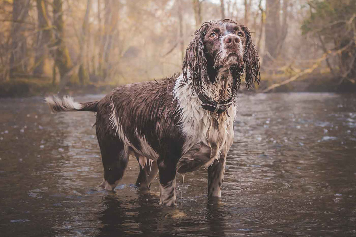 Read more about the article Restore Raining Water